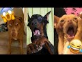 Funny Scared Dogs Moments 😨😂| Funny Dogs Compilation 