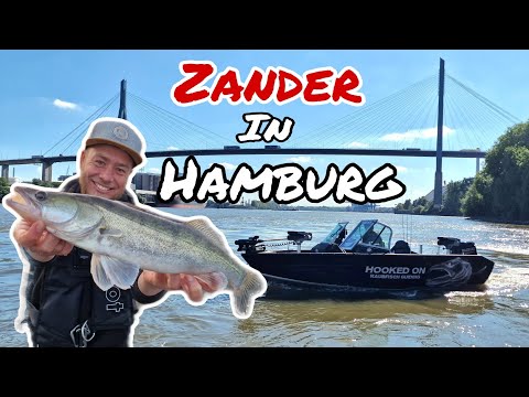 Zander vertikal angeln in Hamburg - die Elbe liefert!