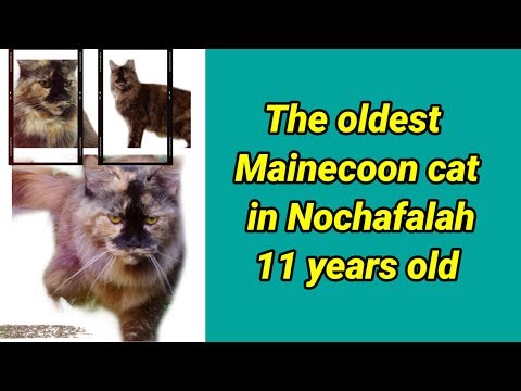 The oldest Mainecoon cat in Nochafalah