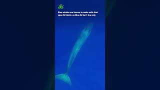 The "Loneliest Whale" might not be so lonely. #shorts #science #SciShow