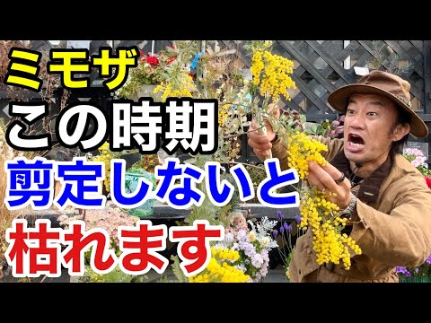 園芸 冬のミモザ