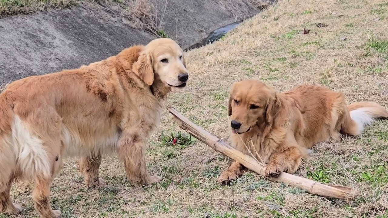 ゴールデンレトリバーには何でもオモチャで何でも食べ物？