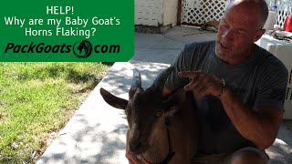 Why Baby Goat Horns Flake