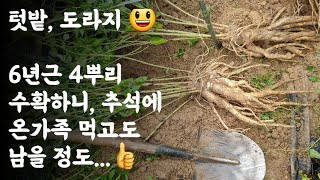 텃밭, 도라지 