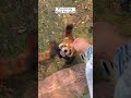 Red panda is so cute when he is angry 😤