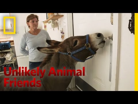 Just a Bit of Donkey Love | Unlikely Animal Friends