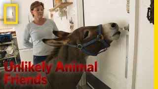 Just a Bit of Donkey Love  Unlikely Animal Friends
