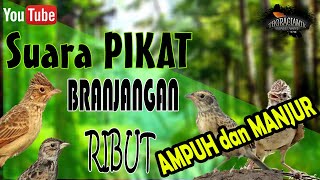 Download lagu SUARA BURUNG BRANJANGAN UNTUK PANCINGAN PIKAT || Suara Ribut Kiacauan Burung Branjangan Dijamin mp3