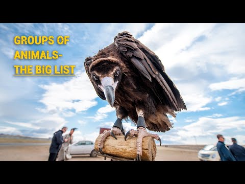 Different Groups Of Animal Names - The BIG List
