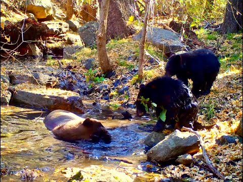 Mom with Two Fat Cubs 10 18 2021