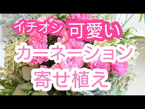 ハンギングカーネーションチェリー 植物