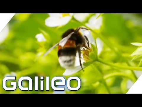 Hummeln, die per Post verschickt werden | Galileo | ProSieben