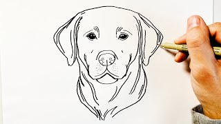 How to Draw a Labrador Retriever