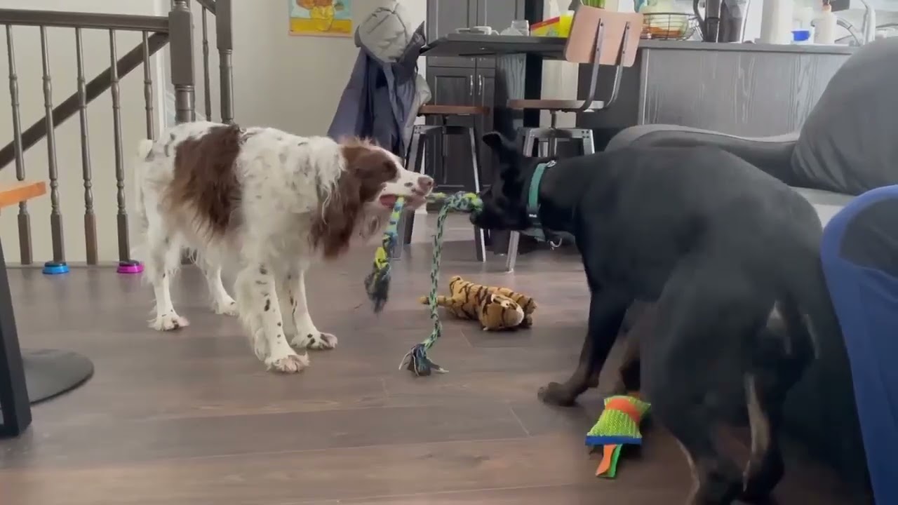 Enlarge Leia, a ADOPTABLE mixed breed in Kingston, ON video 6/6