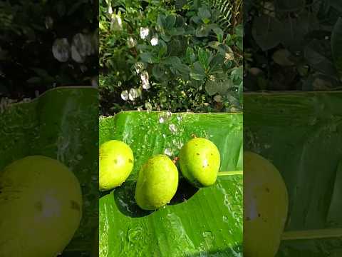 viral mango chat #viral #video #shorts #viralvideo