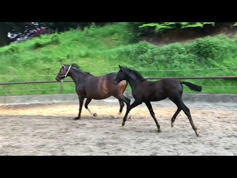 Stutfohlen von San Amour I x Totilas