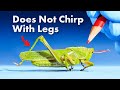Everything You Didn't Know About Grasshoppers