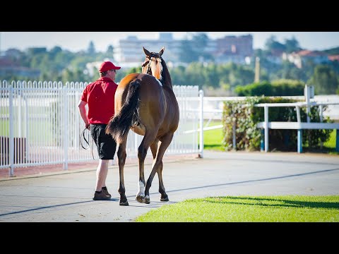 2019 Perth Yearling Sale - Day 1 (Live Stream Archive)