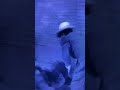 Judo Master In Barney S Suit Pt 3 Jaredsanders1248