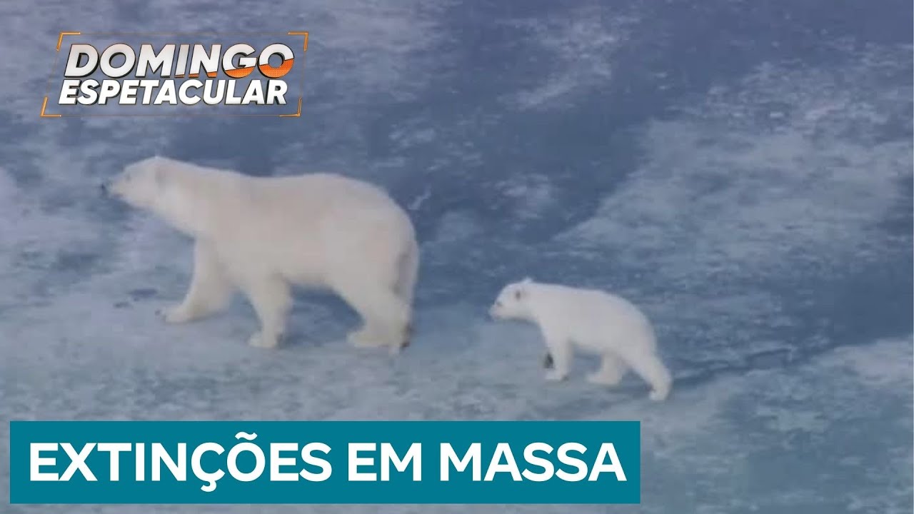Planeta em Perigo: Extinção de diversas espécies animais acende alerta para consequências alarmantes