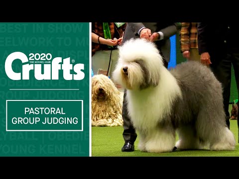 , title : 'Pastoral Group Judging | Crufts 2020'