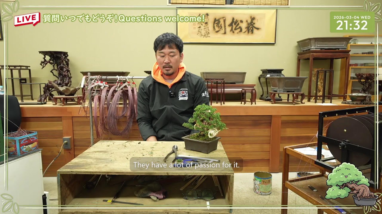 盆栽の作業をしながらライブ配信 Bonsai live