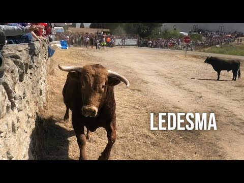 Ledesma 2024 Espantes con Toros Bravos