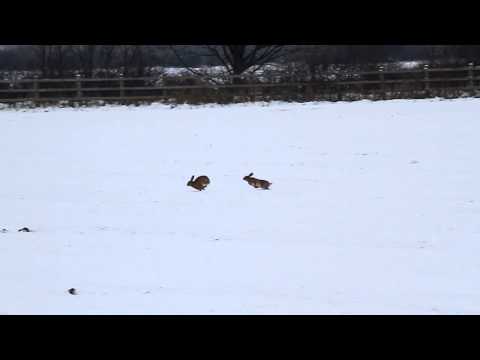 Boxing hares