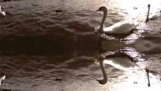 Gary Martin - Escape To A Dream (2002)