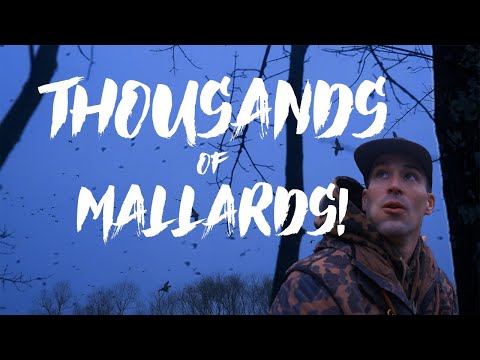 Wildest Duck Hunt Ever: Nine Man Limit, Thousands of Ducks | Season Finale S.2 E.7
