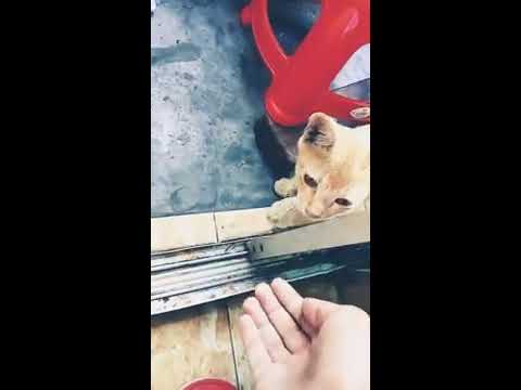 cute cat ever..... 🐈