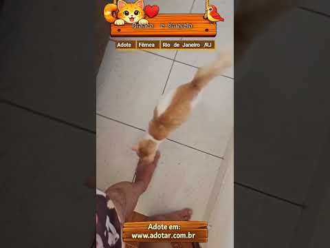 Vídeo de Branca e Amarela