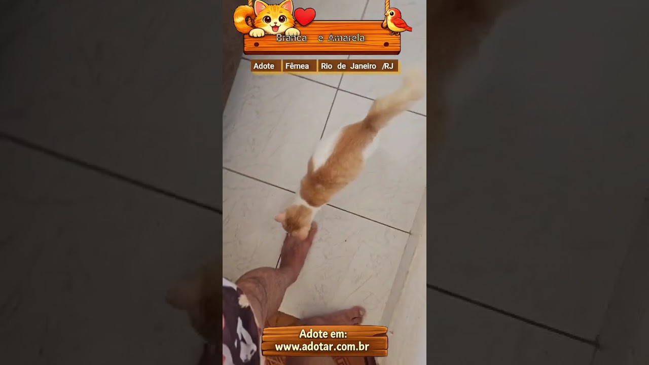 Gato raça Angorá idade 1 ano nome Branca e Amarela