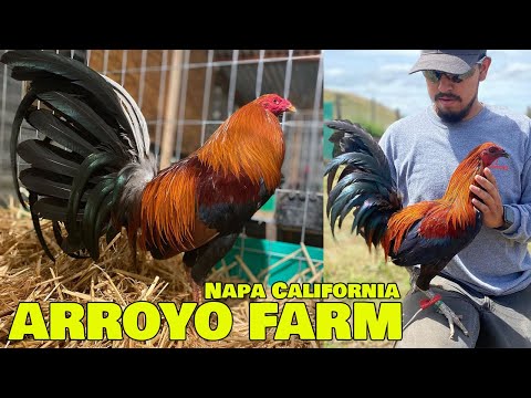 Best Birds ARROYO FARM CALIFORNIA - Farm Visit