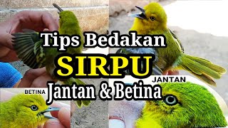 Download lagu Cara Membedakan Cipow/Sirtu/Sirpu JANTAN & BETINA mp3
