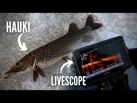 AHVEN PILKILLÄ | Kangasjärvi