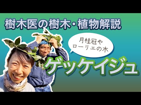 月桂樹、月桂樹 植物