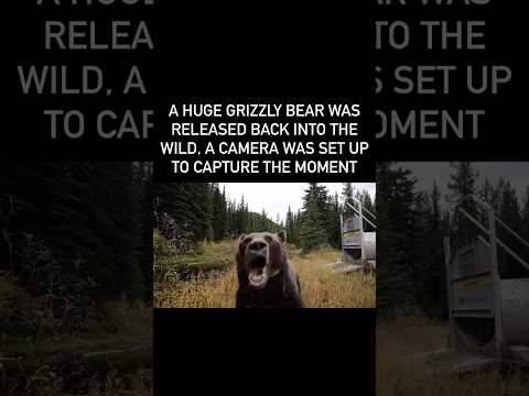 A HUGE GRIZZLY BEAR WAS RELEASED BACK INTO THE WILD. A CAMERA WAS SET UP TO CAPTURE THE MOMENT