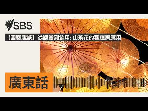 【園藝趣談】從觀賞到飲用: 山茶花的種植與應用 | SBS Cantonese - SBS廣東話節目