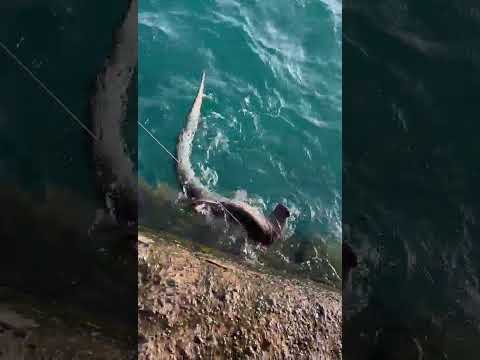 Pescan accidentalmente un tiburón martillo en Arrieta