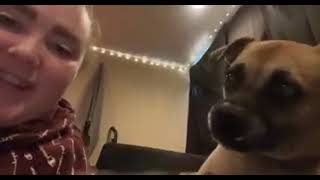 Video preview image #1 Boxer-Unknown Mix Puppy For Sale in Woodbury, NY, USA