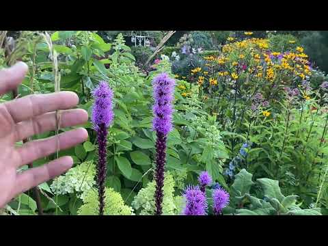 Liatris spicata: füzéres díszcsorba