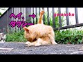 ずっと見ていられる 猫の毛づくろい（グルーミング） stray cats grooming