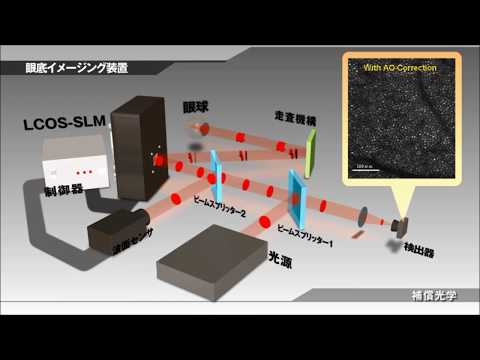 Nuvola アプリの教育言語.svg