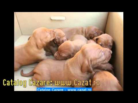 Cazare Dobrita, Gorj - Cazat.ro