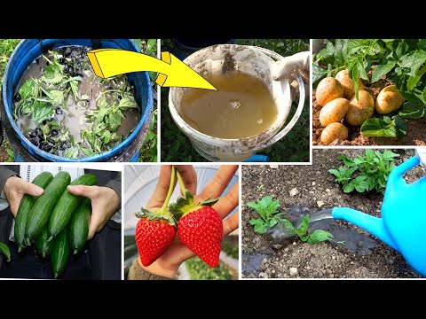 Free Organic Fertilizer | Stinging Nettle and Wood Ash Liquid Fertilizer DIY Recipe