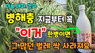 마늘.양파.대파 병해충 "이거" 한병이면 그 많던 벌레 싹 사라집니다 #해충퇴치