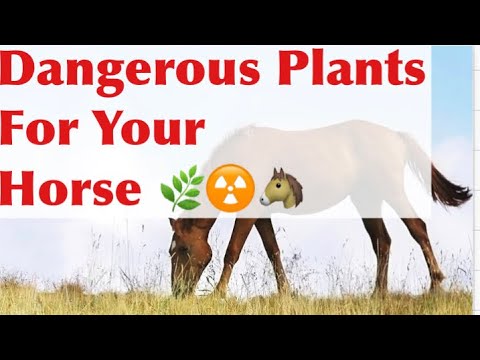 YouTube video about: Are willow trees poisonous to horses?