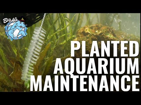 Planted Aquarium Maintenance | BigAlsPets.com
