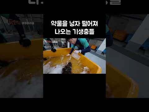 약물을 넣자 떨어져 나오는 기생충들 #shorts